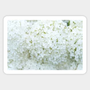 Delicate White Hydrangea Flowers Sticker